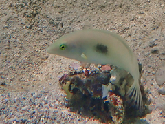 Halichoeres chloropterus