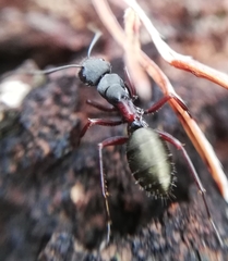 Camponotus chalceus