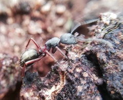 Camponotus chalceus