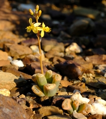 Bulbine mesembryanthemoides