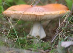 Amanita muscaria