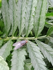 Calliphora