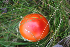 Amanita muscaria