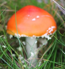 Amanita muscaria