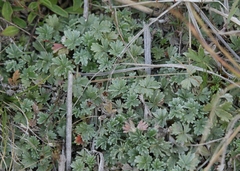 Potentilla calabra