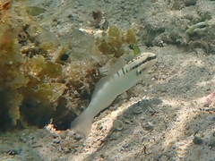 Amblygobius stethophthalmus