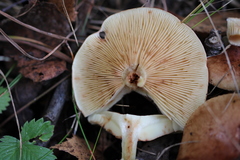 Agaricales