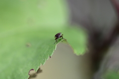 Kleidocerys resedae