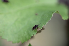 Kleidocerys resedae