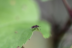 Kleidocerys resedae