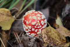 Amanita muscaria