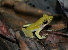 Chalcorana parvaccola