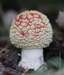 Amanita muscaria