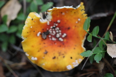Amanita muscaria