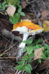 Amanita muscaria
