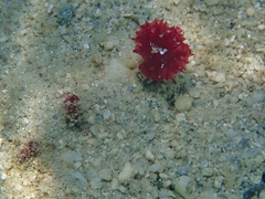 Oceanapia sagittaria
