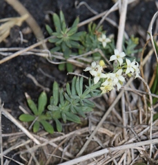 Galium aetnicum