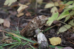 Fungi