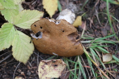 Fungi