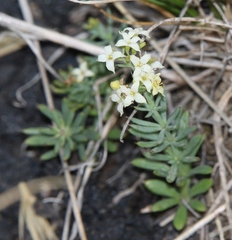 Galium aetnicum