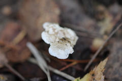 Agaricales