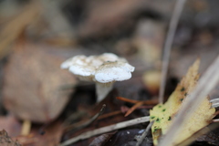 Agaricales