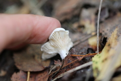 Agaricales