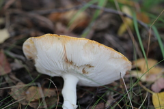 Amanita muscaria