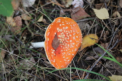 Amanita muscaria