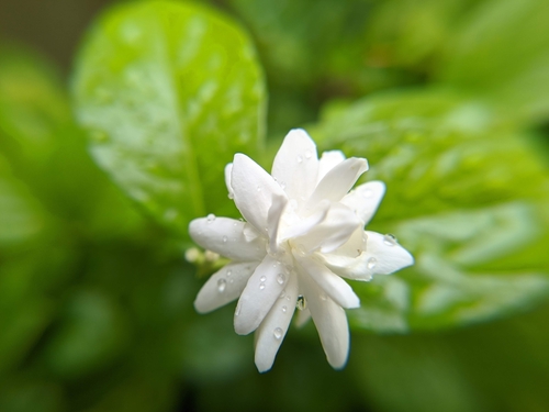 Jasminum sambac