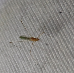 Metacanthus multispinus