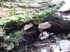 Heterobasidion parviporum