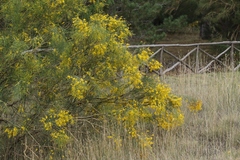 Genista aetnensis