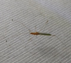 Metacanthus multispinus