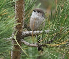 Aegithalos caudatus siculus