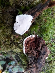 Heterobasidion parviporum