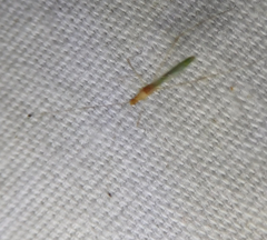 Metacanthus multispinus