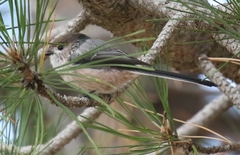 Aegithalos caudatus siculus