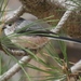 Sicilian Long-tailed Tit - Photo (c) Luca Boscain, some rights reserved (CC BY-NC), uploaded by Luca Boscain
