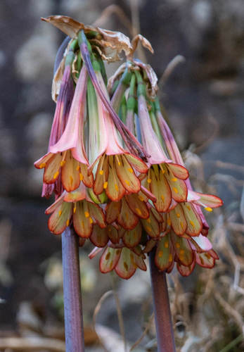 Cyrtanthus falcatus