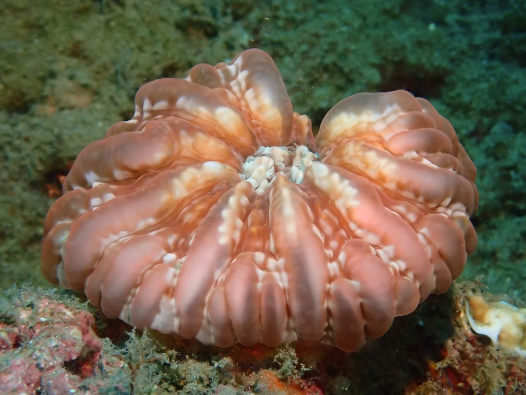 Button Coral
