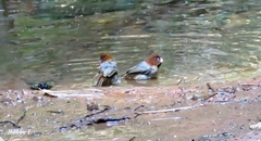 Neosuthora davidiana