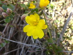 Hibbertia truncata
