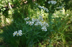 Achillea salicifolia