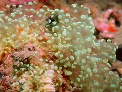 Fimbriaphyllia divisa
