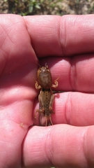 Neoscapteriscus borellii