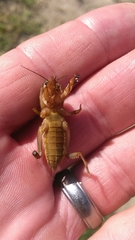 Neoscapteriscus borellii