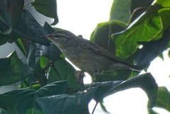 Phylloscopus borealis