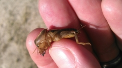 Neoscapteriscus borellii