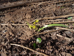 Gagea lutea